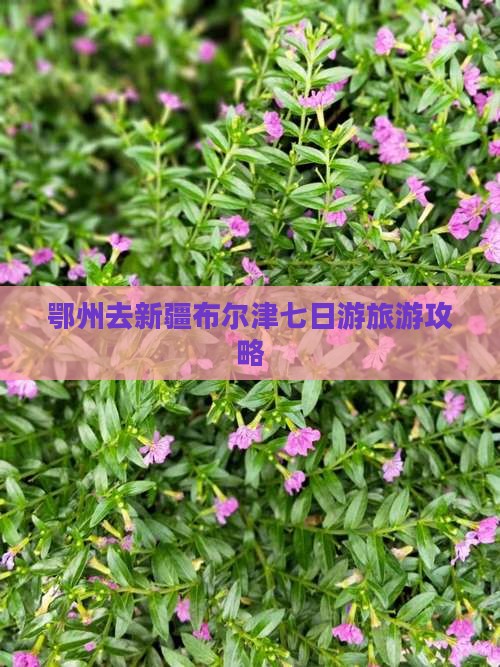 鄂州去新疆布尔津七日游