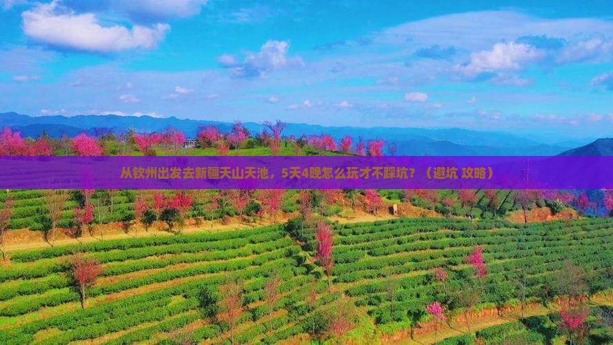 钦州到新疆天山天池大型旅游团
