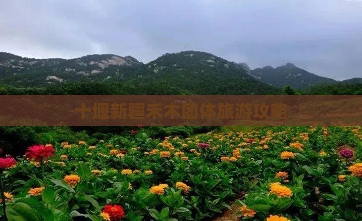 十堰去新疆禾木团体旅游