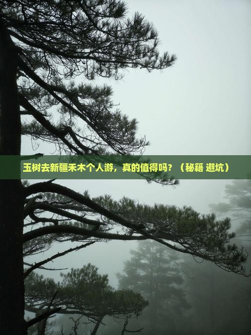 玉树去新疆禾木个人游
