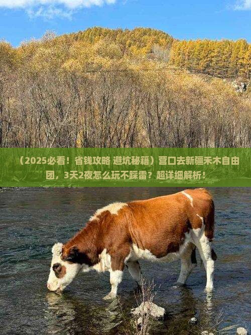 营口去新疆禾木自由团