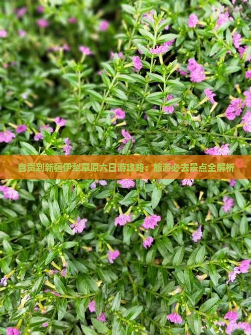 自贡到新疆伊犁大草原六日游