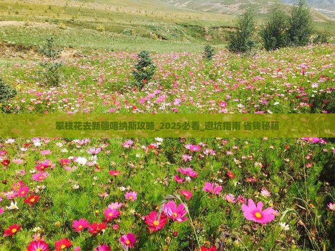 攀枝花去新疆喀纳斯攻略