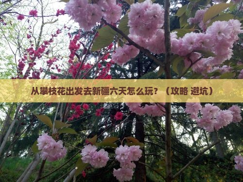 攀枝花去新疆六日游