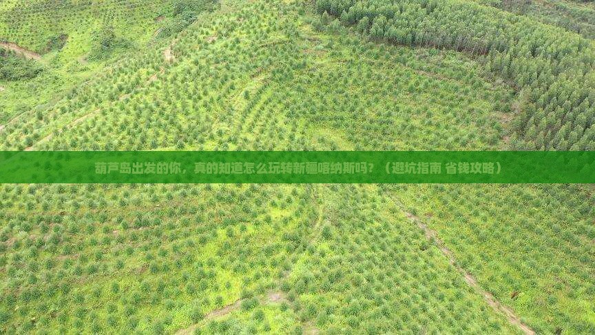 葫芦岛去新疆喀纳斯大型旅游团