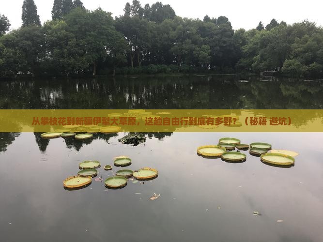 攀枝花到新疆伊犁大草原自由行