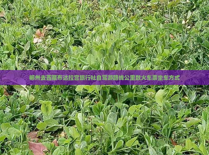 郴州去西藏布达拉宫旅行社
