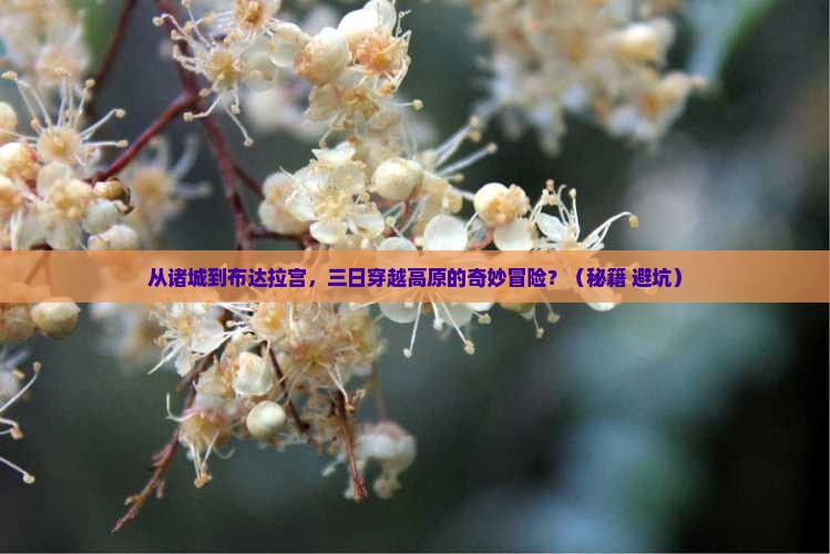 诸城到西藏布达拉宫三日游