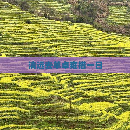 清远去西藏羊卓雍措一日