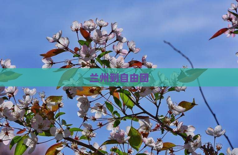 兰州到西藏自由团