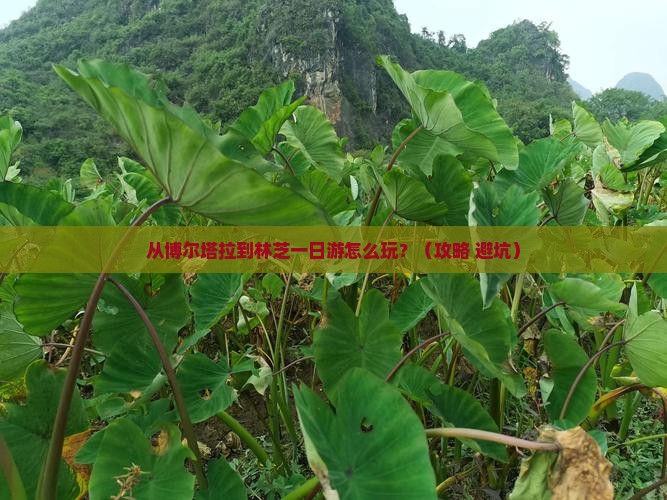 博尔塔拉去西藏林芝一日