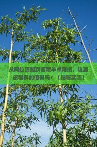 阿拉善盟到西藏羊卓雍措旅行社