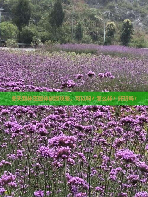 冬天到西藏林芝团体旅游