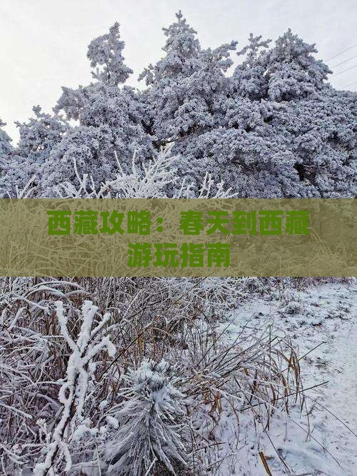 春天到西藏攻略