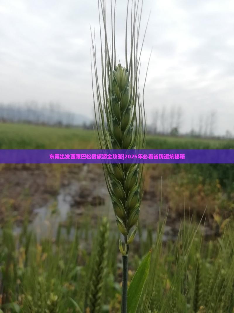 东莞去西藏巴松措个人游