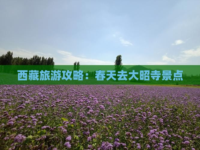 春天去西藏大昭寺景点