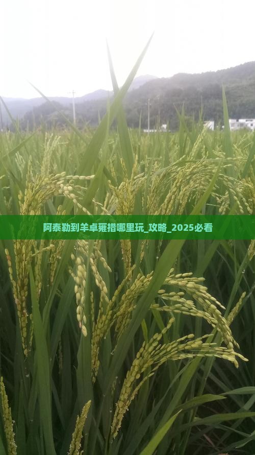 阿泰勒到西藏羊卓雍措哪里玩