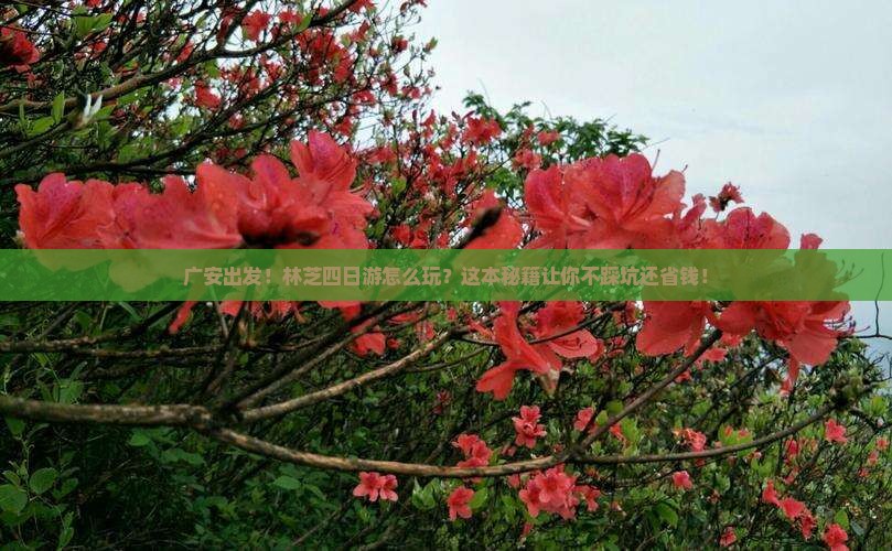 广安去西藏林芝四日游