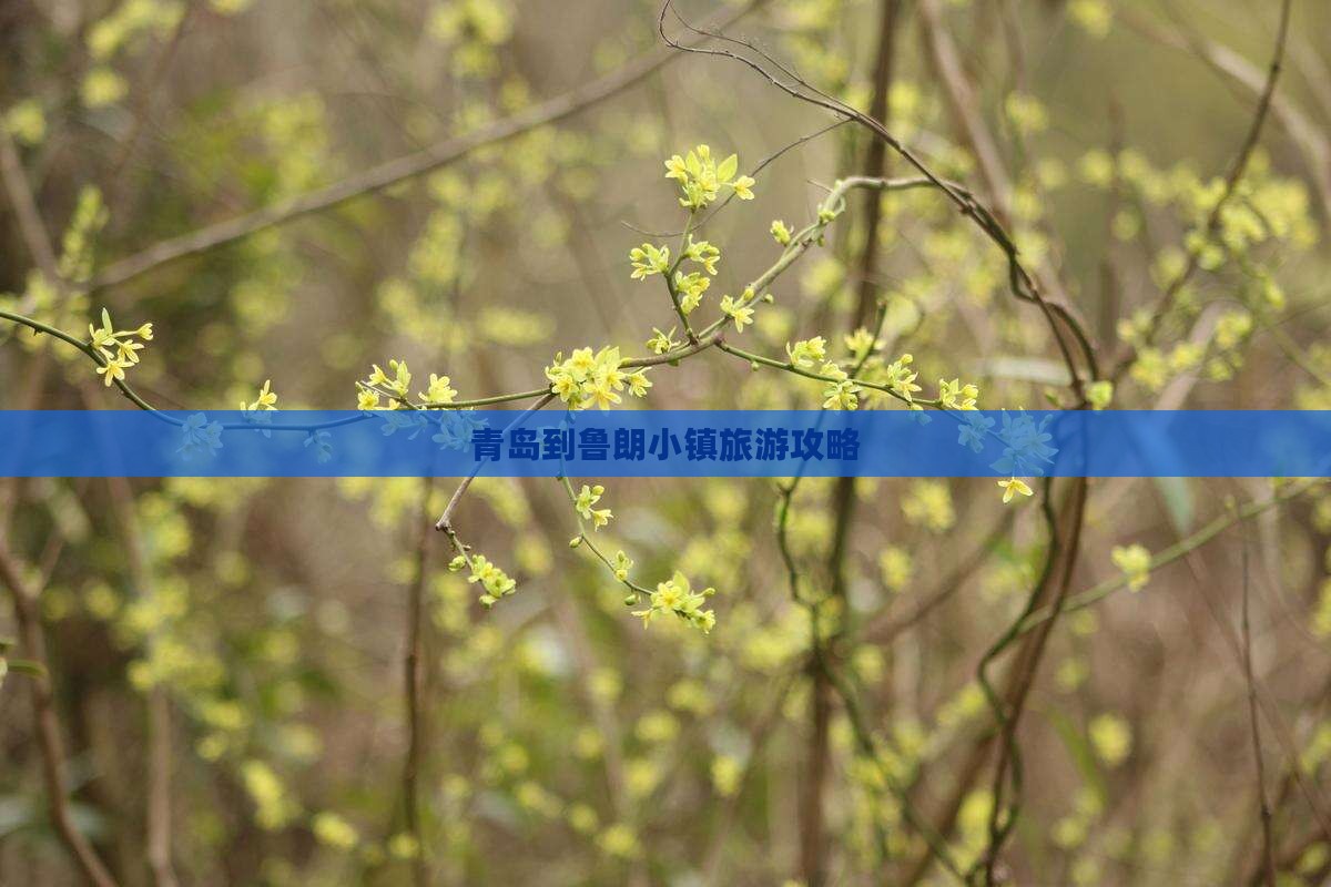 青岛到西藏鲁朗小镇攻略