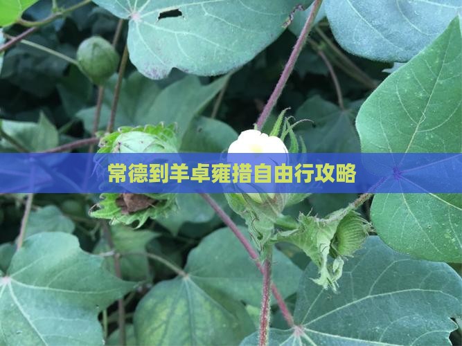 常德到西藏羊卓雍措自由行