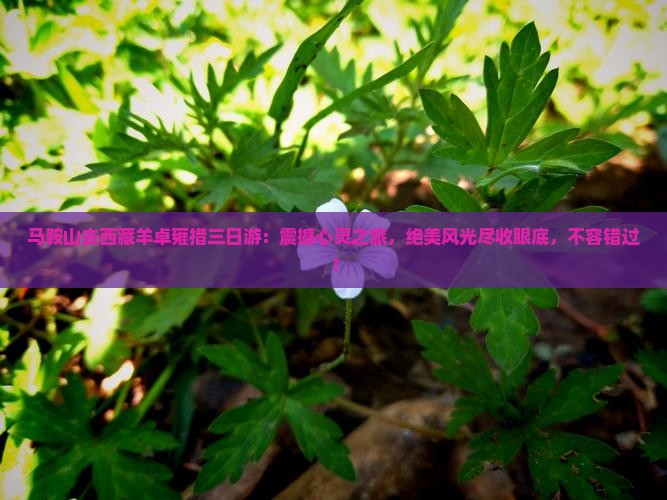 马鞍山去西藏羊卓雍措三日游