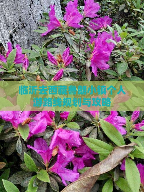 临沂去西藏鲁朗小镇个人游