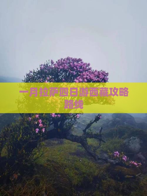 一月到西藏拉萨四日游