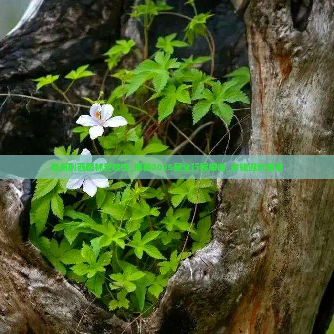 亳州到西藏林芝攻略