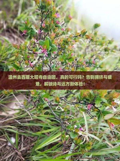 温州去西藏大昭寺自由团