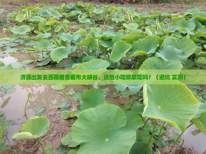 济源去西藏雅鲁藏布大峡谷旅游小吃