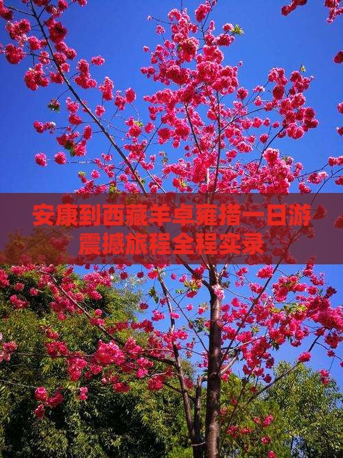 安康到西藏羊卓雍措一日