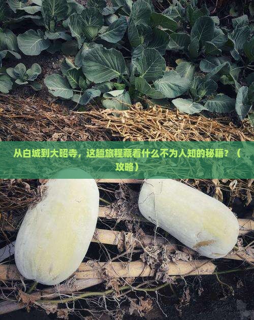 白城到西藏大昭寺必去地