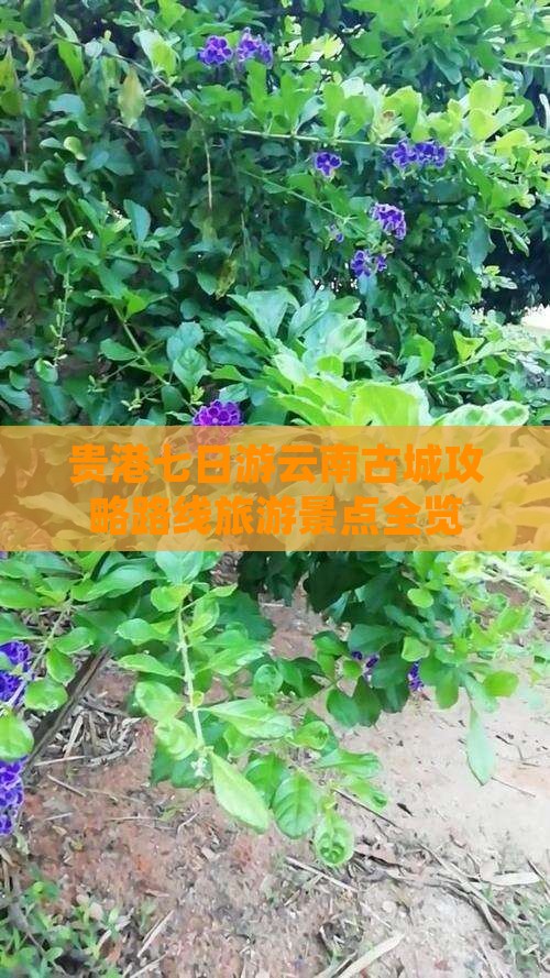 贵港到云南古城七日游