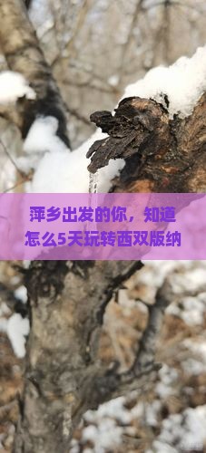 萍乡到云南西双版纳自由团