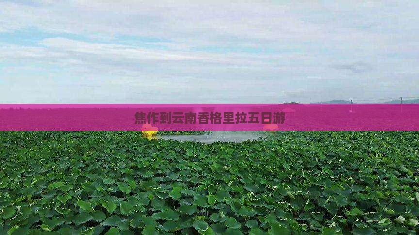 焦作到云南香格里拉五日游