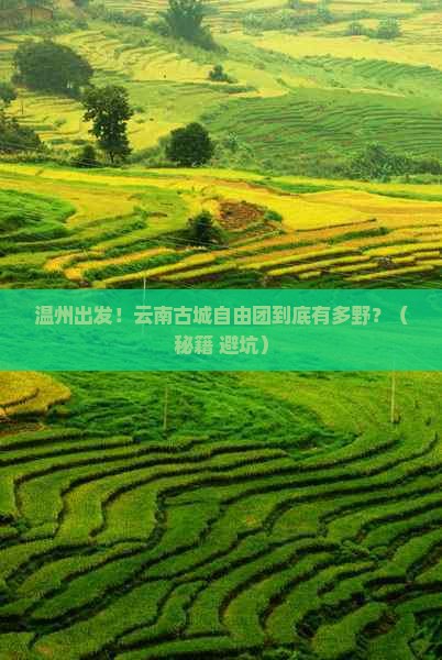 温州到云南古城自由团