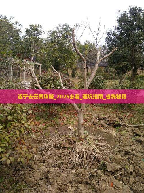 遂宁去云南攻略
