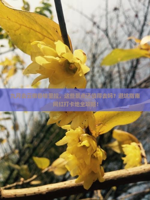 九月到云南香格里拉景点