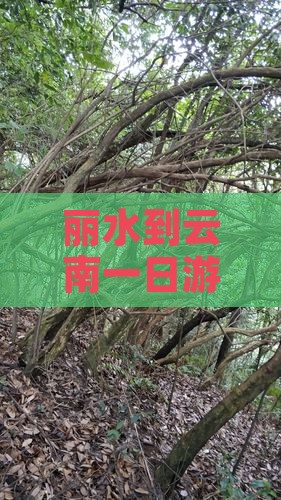 丽水到云南一日