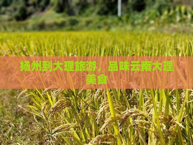 扬州到云南大理旅游小吃