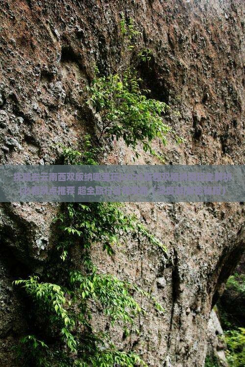 抚顺去云南西双版纳哪里玩
