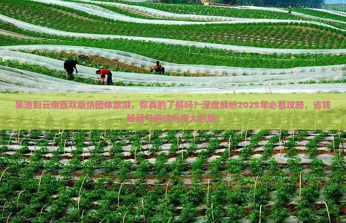 果洛到云南西双版纳团体旅游