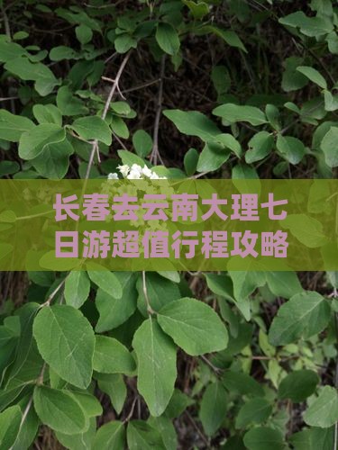 长春去云南大理七日游