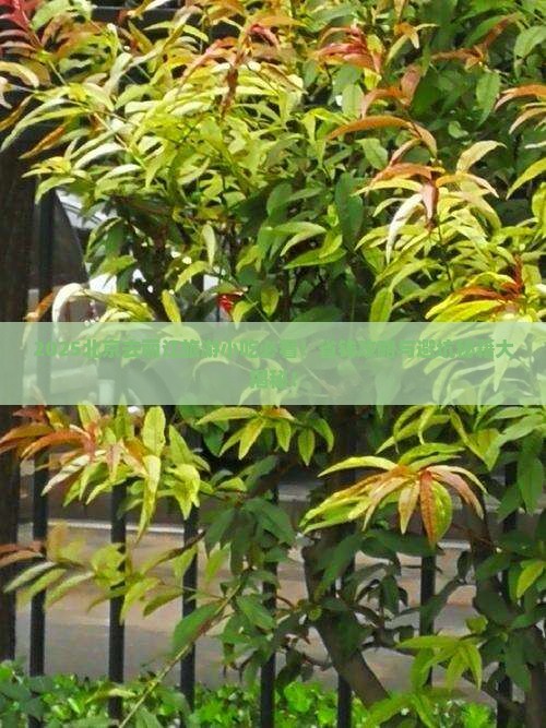 北京去云南丽江旅游小吃