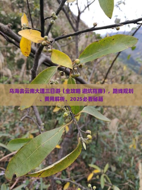 乌海去云南大理三日游