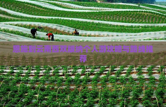 恩施去云南西双版纳个人游