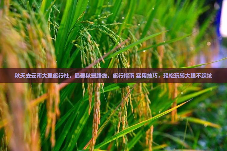 秋天去云南大理旅行社