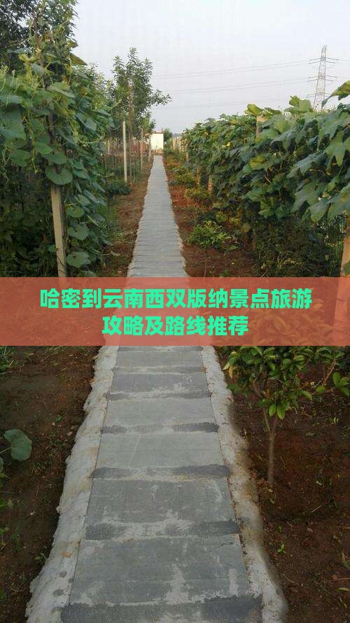 哈密到云南西双版纳景点