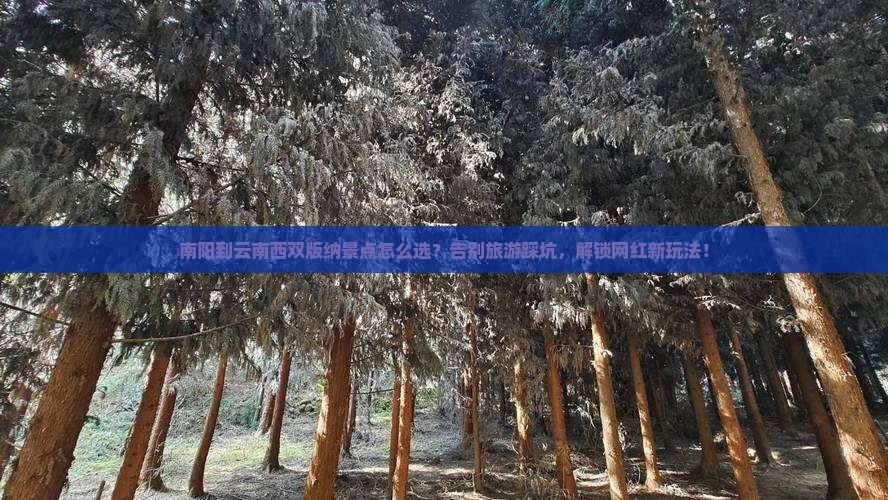 南阳到云南西双版纳景点