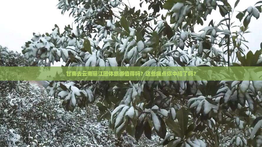 甘南去云南丽江团体旅游
